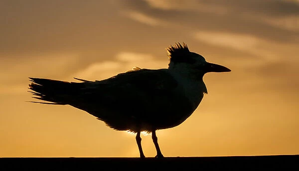 common tern in silhouette at sunset