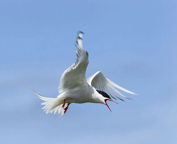 Common Tern -Sterna hirundo-, Farne Islands, Northumberland, England, United Kingdom