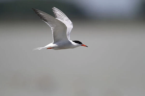 Common Tern -Sterna hirundo- in flight, Apetlon, Lake Neusiedl, Burgenland, Austria, Europe