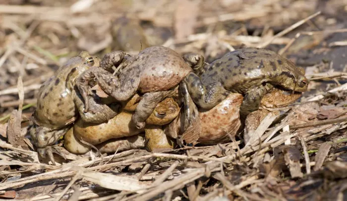 Framed Print : Common Toad Mating Print Framed Print : Common Toad Mating Print