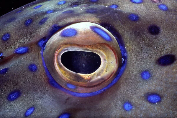 Coral grouper (Cephalopholis miniata) eye, detail