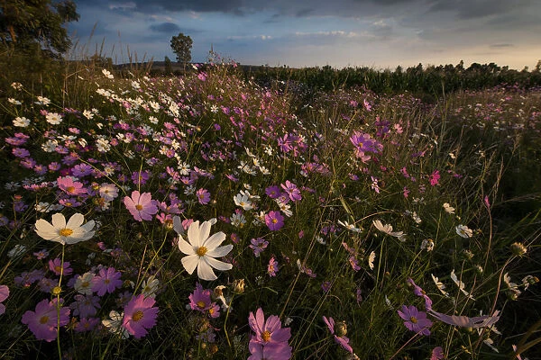 Cosmos wildflowers (Bidens formosa) at sunset in a farm field in Magaliesburg, Gauteng Province, South Africa