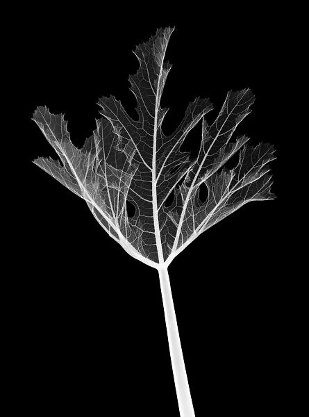 Courgette leaf, X-ray