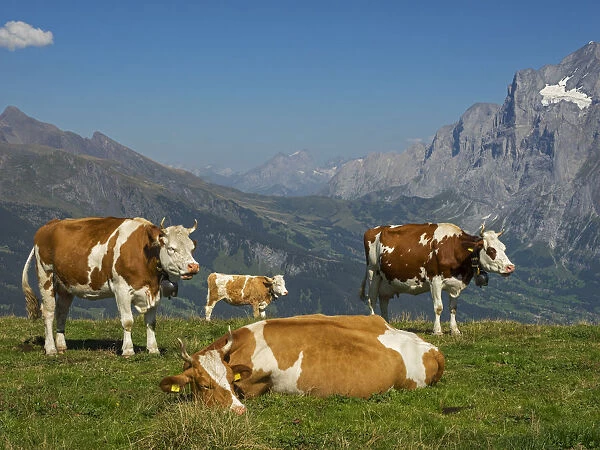 Cows in mountain scenery, Bern Canton, Switzerland
