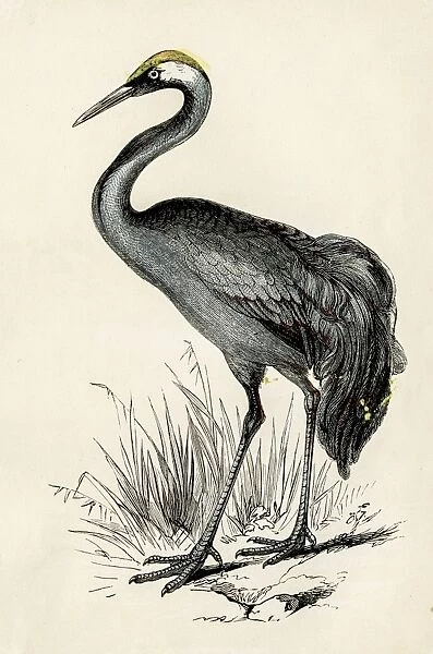Crane bird engraving 1851