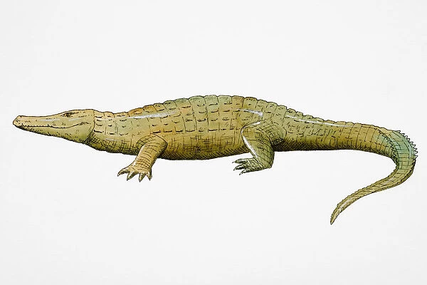 Crocodile (Crocodlylidae), side view