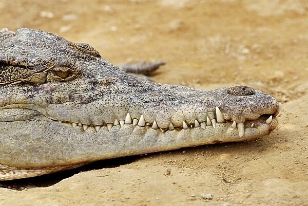 Crocodile (Crocodylus Sp), South-East Asia