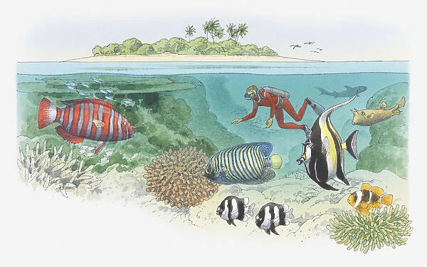 Cross section illustration of scuba diver swimming near coral reef, and tropical in waters off island