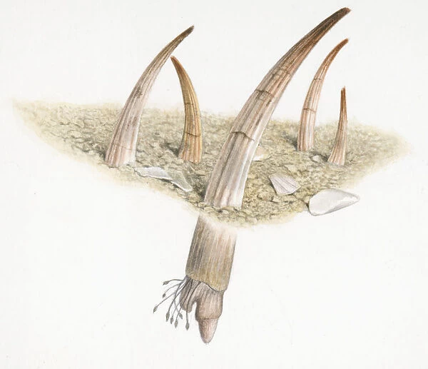 Cross section illustration of tusk shells partly buried in sand