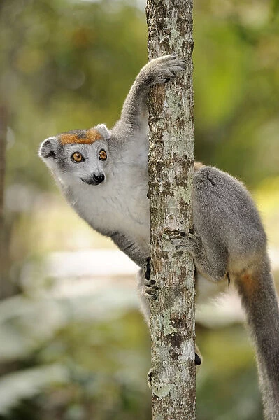 Crowned Lemur (Eulemur coronatus), female hanging from a branch, Madagascar, Africa