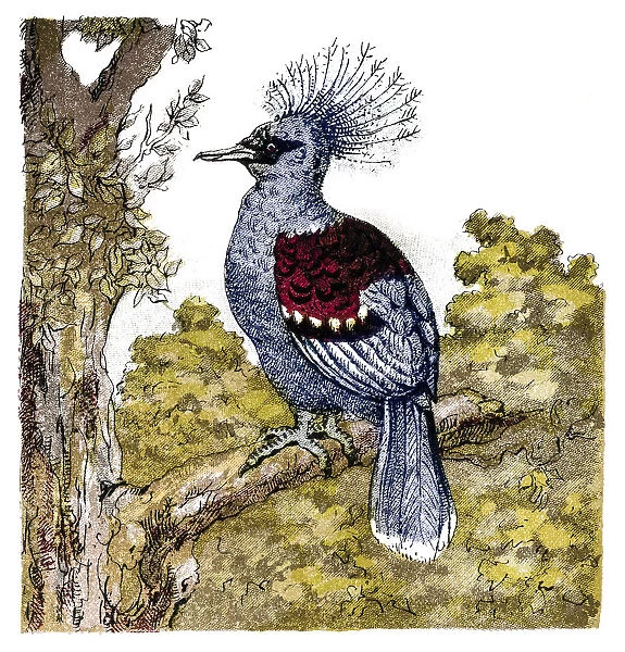 The crowned pigeons (Goura)