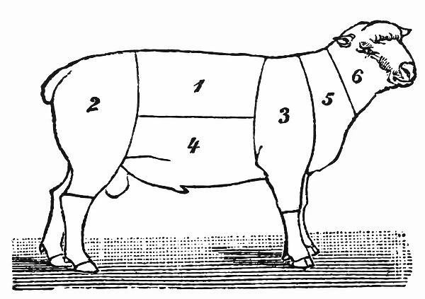 Cuts of lamb or mutton diagram