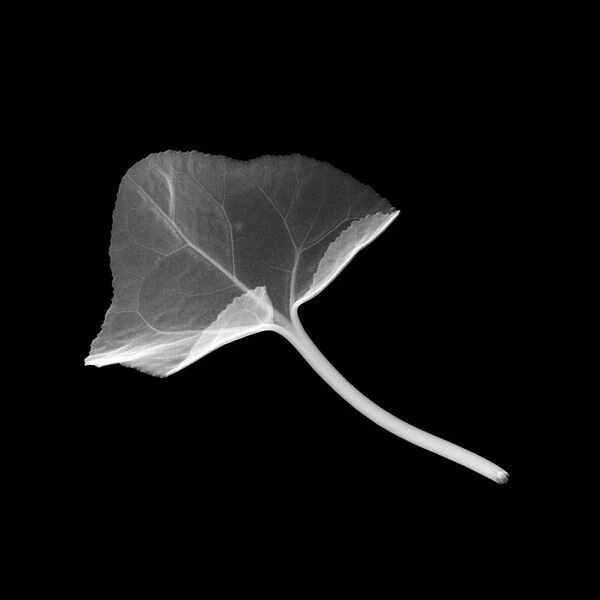 Cyclamen leaf, X-ray