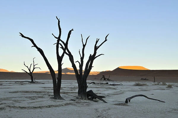 Dead trees in Deadvlei in the morning light, Namib Desert, Namib Naukluft Park, Namibia, Africa