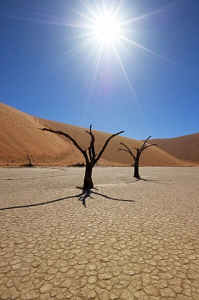 Dead trees and sand dunes in blistering hot sunlight at Deadvlei, Sossusvlei Salt Pan, Namib Naukluft National Park, Namibia