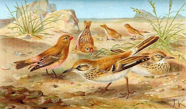 Desert Finch and Lark