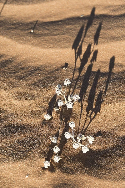 Desert plant in the sand, Sossusvlei, Namib-Naukluft National Park, Namibia
