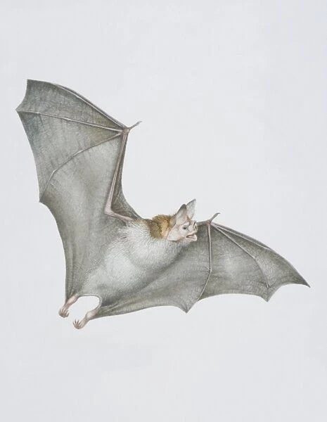 Desmodus rotundus, Vampire Bat in flight