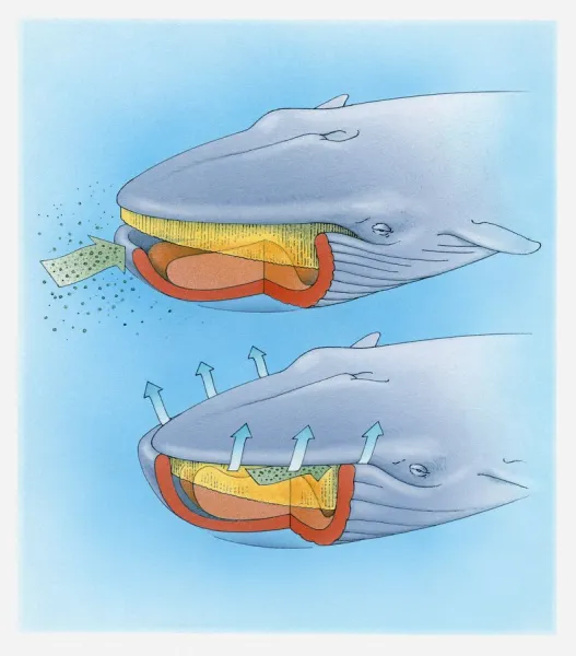 Diagram showing how baleen whale eats plankton and krill