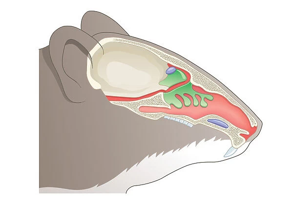 Digital cross section illustration of olfactory system of House Mouse (Mus musculus)