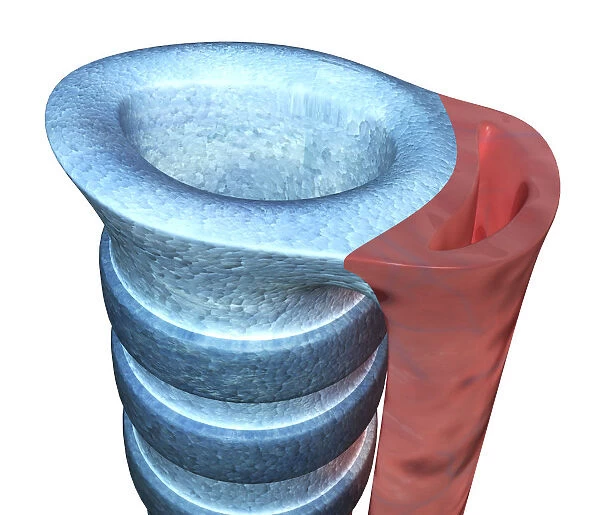 Digital illustration of human trachea, close-up