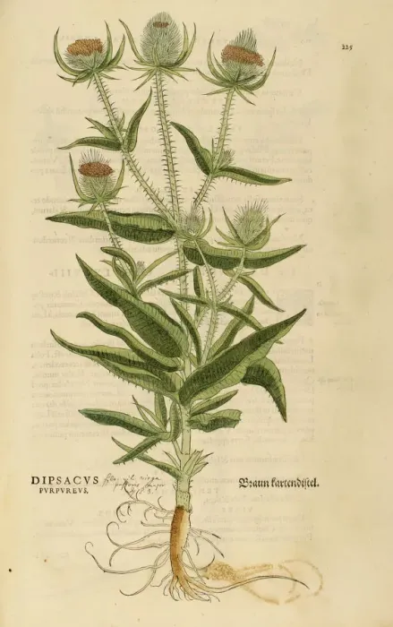 Dipsacus Purpureus Hand Coloured Woodcut Our Beautiful Wall Art And
