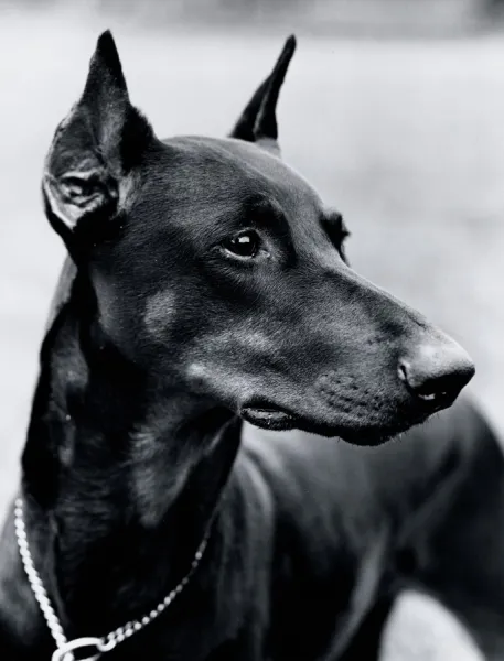 White doberman pinscher best sale puppies