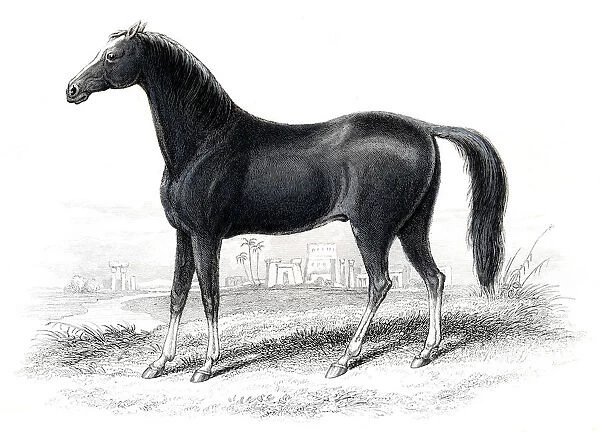 Dongola race horse 1841