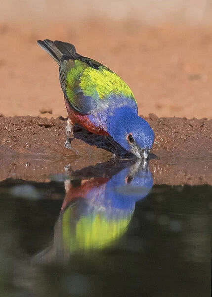 Drinking Painted Bunting