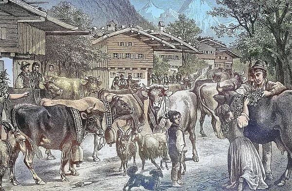 Driving up the cows to the Senner Alpe, Almauftrieb, Allgaeu, Bavaria, Germany, Historic, digitally restored reproduction from a 19th-century original
