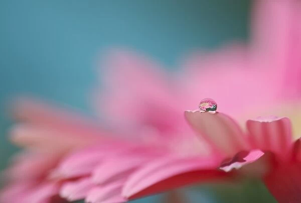 Droplet on daisy