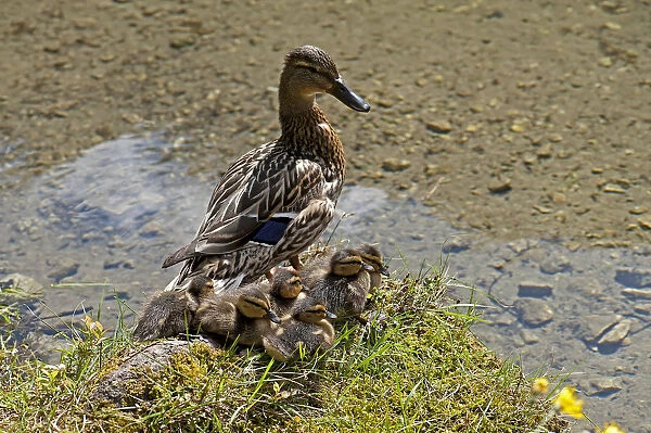 Duck with ducklings at Gruner See or Green Lake, Tragoss, Styria, Austria