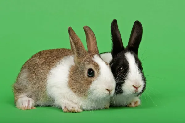 Two Dutch rabbits