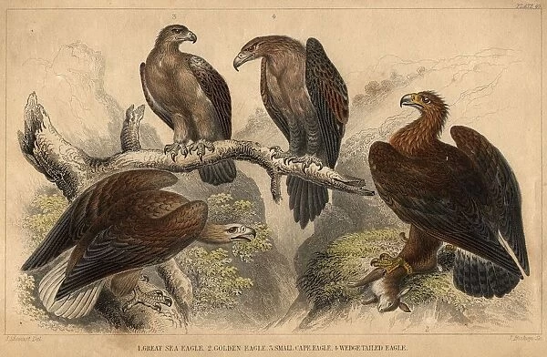 Eagles. circa 1900: Various types of eagle, left to right