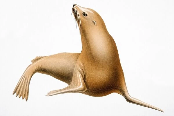 Eared seal, marine mammal
