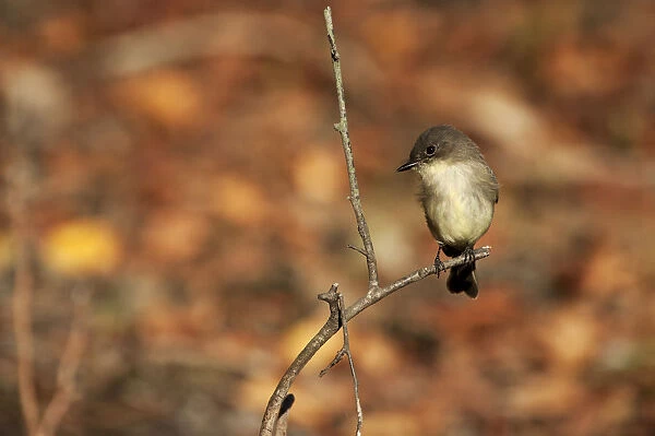 Eastern phoebe in late October
