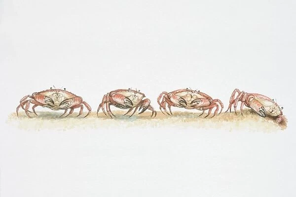 Edible Crab (Cancer pagurus), moving sideways