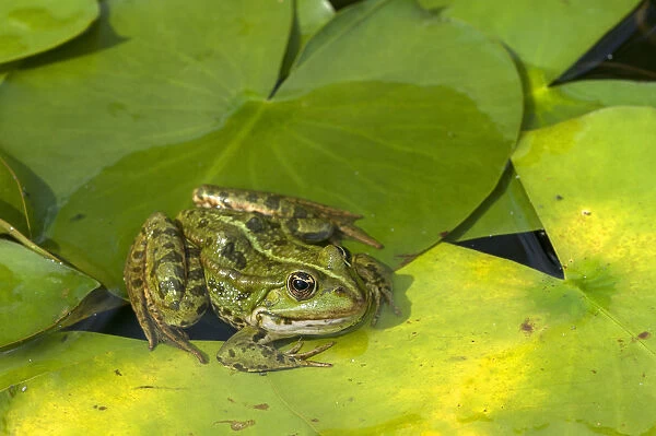 Edible Frog -Pelophylax esculentus- on a lily pad, Bavaria, Germany