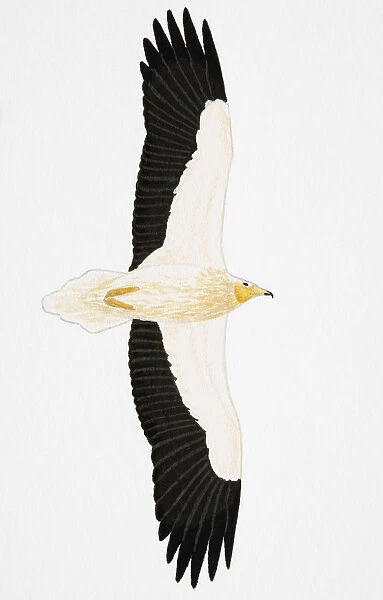 Egyptian Vulture Neophron percnopterus), adult