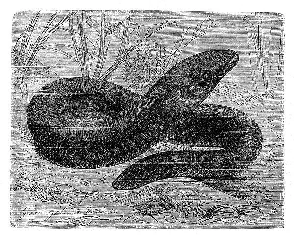 The electric eel (Electrophorus electricus)