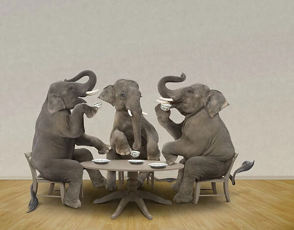 Elephant Business Meeting