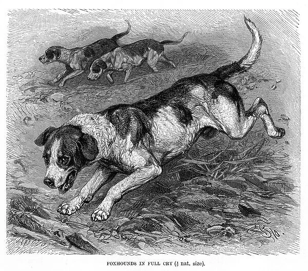 English Foxhound engraving 1894