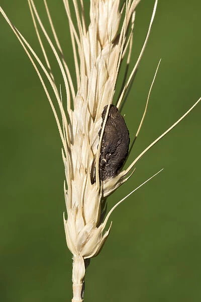 Ergot -Claviceps purpurea-, Burgenland, Austria