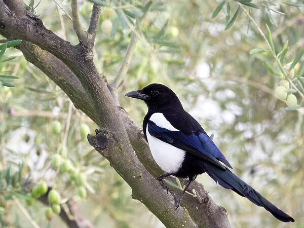 Eurasian Magpie  /  European Magpie  /  Common Magpie, standing on a branch. Spain, Europe