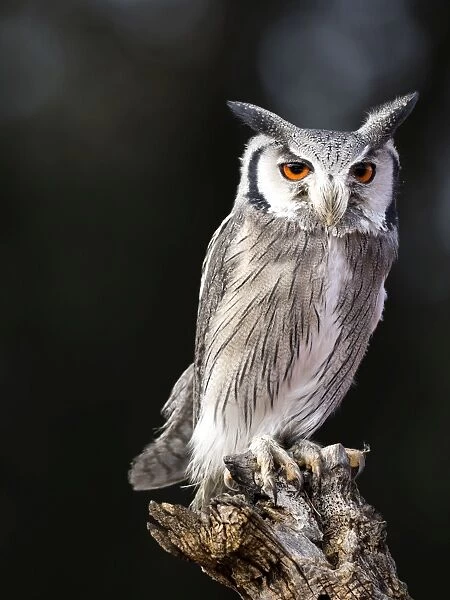 Eurasian Scops Owl perched on an old trunk of tree hunting. Spain