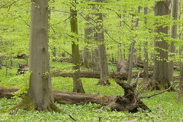 European beech forest in spring, beeches -Fagus sylvatica- with a lot of dead wood, Hainich National Park, Thuringia, Germany