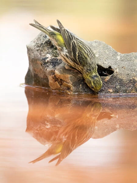 European greenfinch, ( Chloris chloris), It is a bird paseriforme belonging to the family of the fringAilidos. Drinking water in a pond