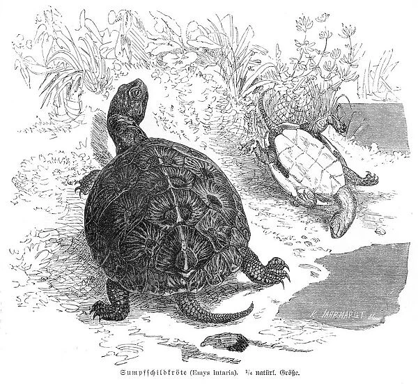 European pond turtle engraving 1857