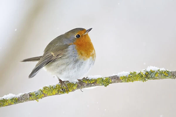 European Robin -Erithacus rubecula- on a wintry branch, North Hesse, Hesse, Germany
