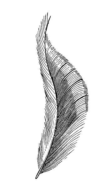 Feather. Illustration engraving of a feather available as Framed Prints,  Photos, Wall Art and Photo Gifts